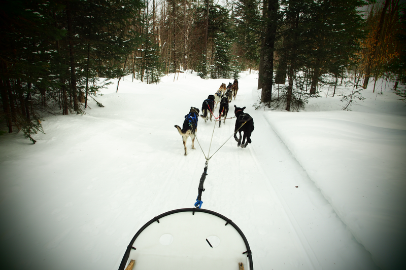 Illustration for article titled Where the Dogs Are: A Dogsledding Photo Diary